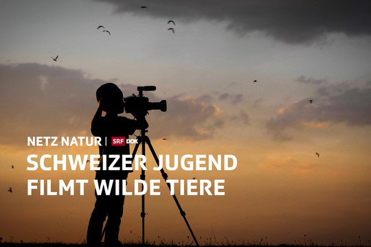 Bild von «NETZ NATUR»: Schweizer Jugend filmt ... wilde Tiere