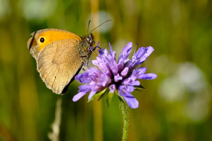 Schmetterling auf Blume