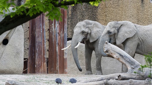 Bild von «Slow-TV aus dem Basler Zoo»