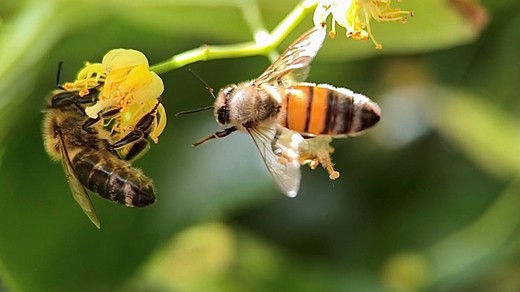 Bild von «SRF DOK»: Das Bienendilemma