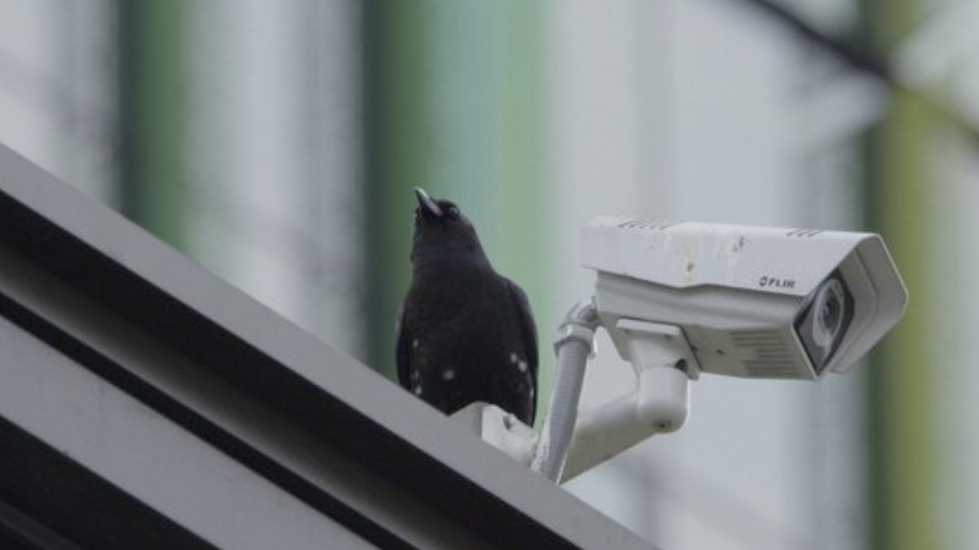 Krähe sitzt auf Überwachungskamera