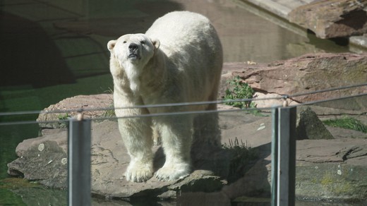 Bild von «Einstein-Spezial»: Wozu braucht es heute noch Zoos?