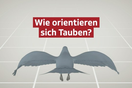 Bild von SRF-Erklärclips: Mit Wissen Fake News bekämpfen