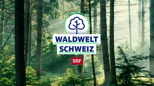 Bild von «SRF school»: Waldwelt Schweiz